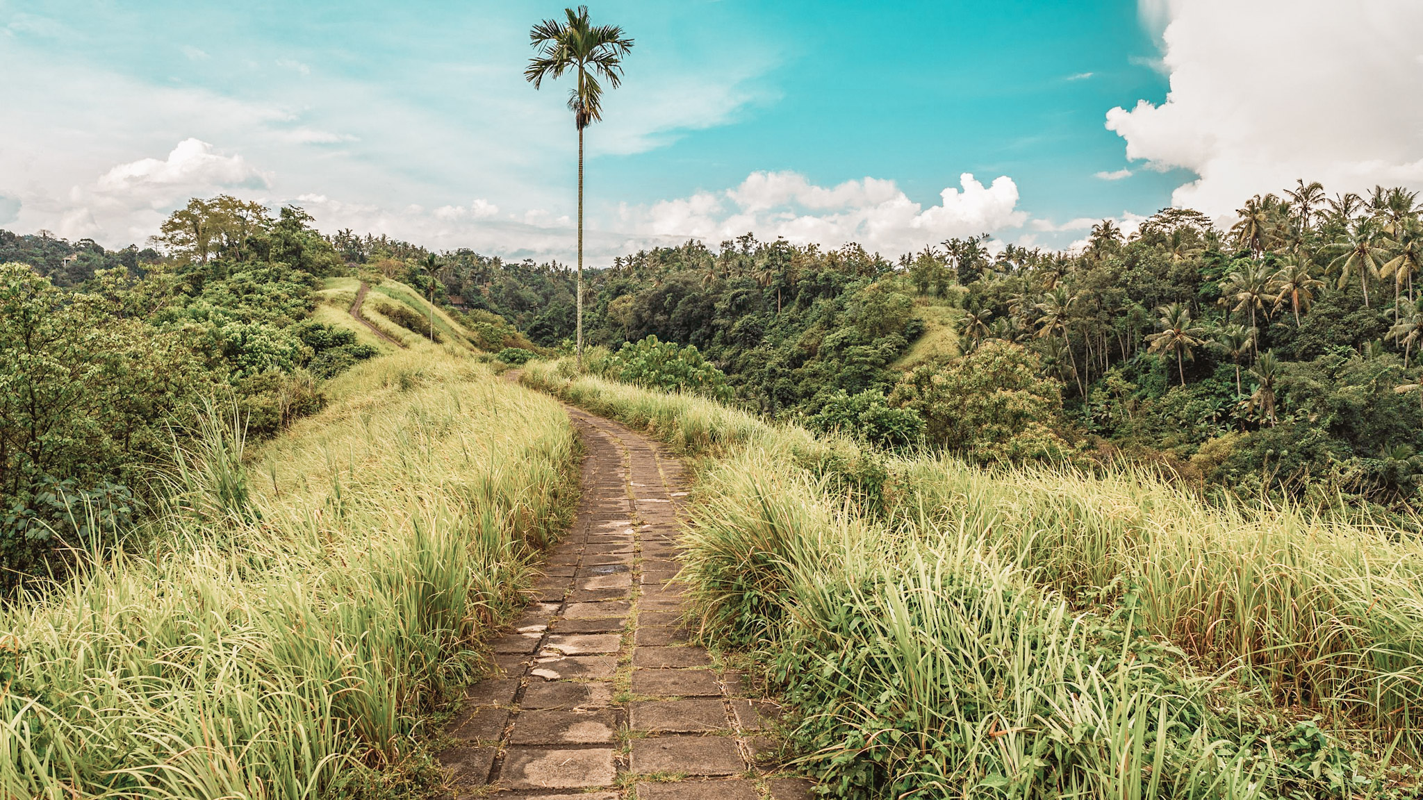 Campuhan Ridge Walk in Ubud Bali surrounded by tropical greenery