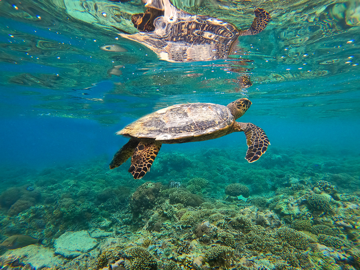 Turtle nesting and conservation in Sri Lanka