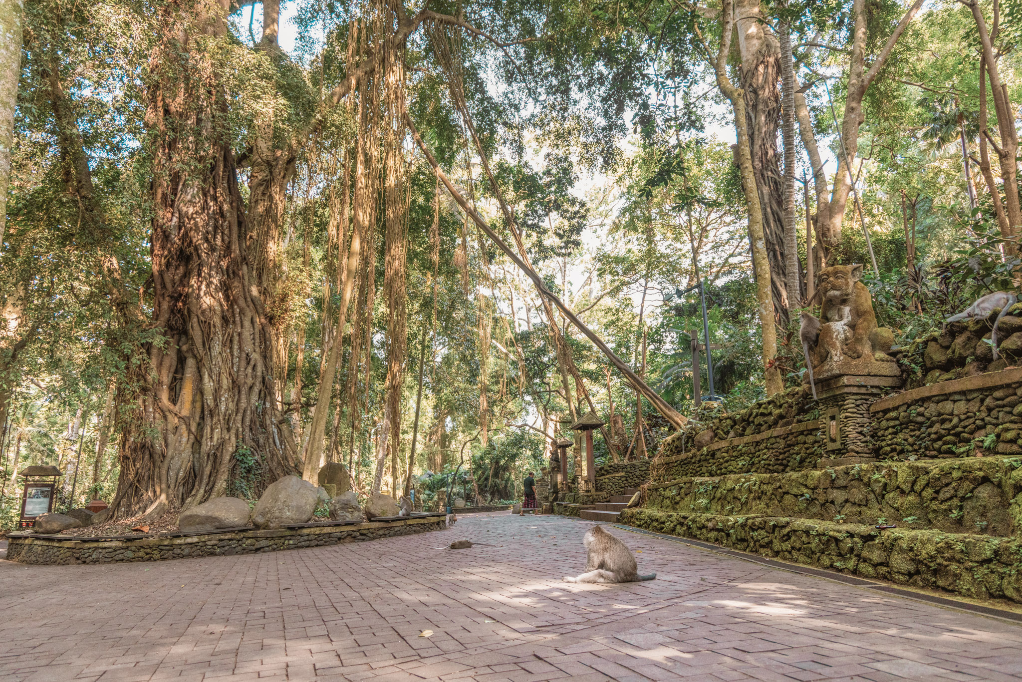 monkey forest Ubud Bali