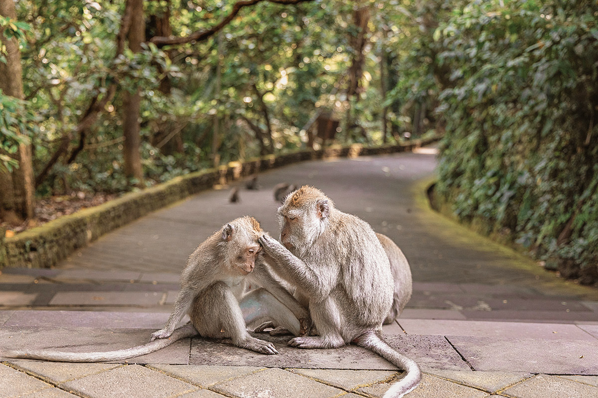 Ubud Monkey Forest: A Complete Guide to Bali’s Sacred Forest Sanctuary